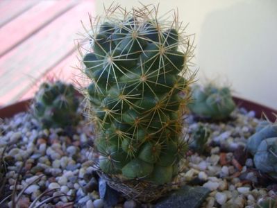 Coryphantha delaetiana