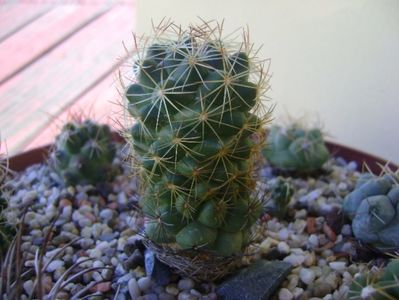 Coryphantha delaetiana