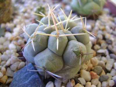 Thelocactus rinconensis