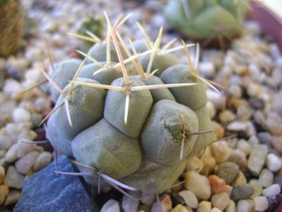 Thelocactus rinconensis