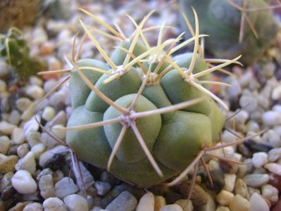 Thelocactus hexaedrophorus 1