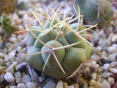 Thelocactus hexaedrophorus 1