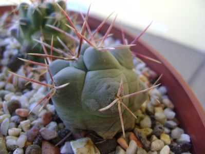 Thelocactus hexaedrophorus 2