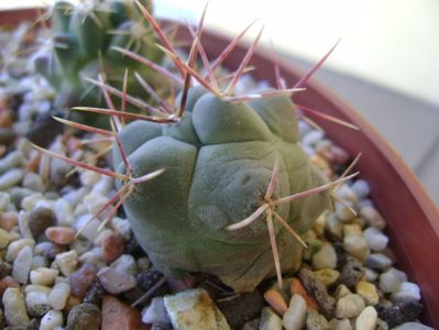 Thelocactus hexaedrophorus 2