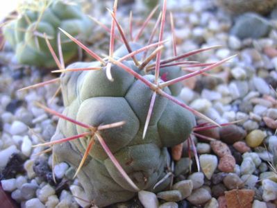 Thelocactus hexaedrophorus 2