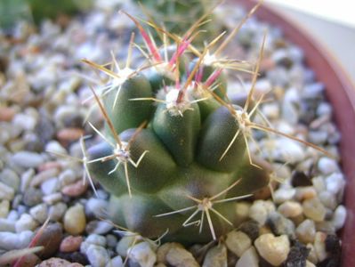 Thelocactus hexaedrophorus 3