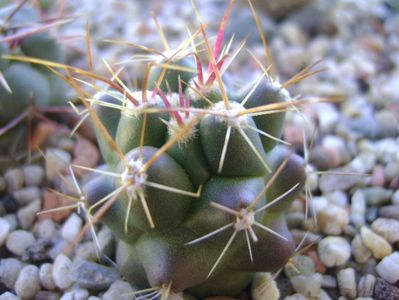 Thelocactus hexaedrophorus 3