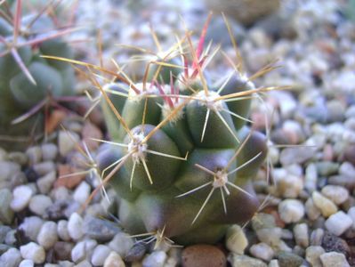 Thelocactus hexaedrophorus 3