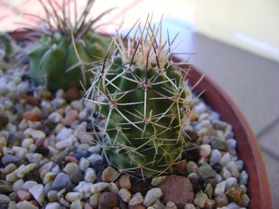 Echinocereus fendleri ssp. rectispinus