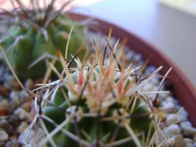 Echinocereus fendleri ssp. rectispinus