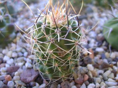 Echinocereus fendleri ssp. rectispinus