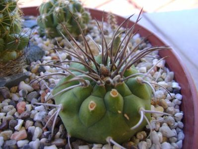 Matucana madisoniorum