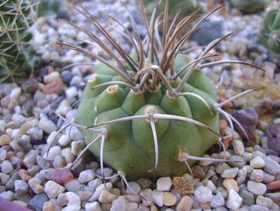 Matucana madisoniorum