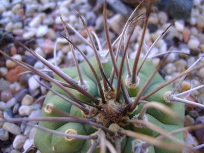 Matucana madisoniorum