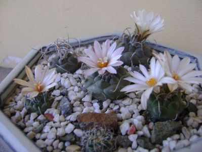 Grup de 6 Turbinicarpus; T. graminispinus
T. klinkerianus
T. schwarzii v. rubriflorus
T. pachystele
T. macrochele v.screvispinum
T. macrochele v. kupcakii
