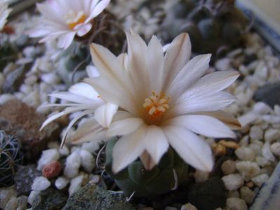 Turbinicarpus