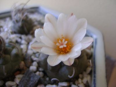 Turbinicarpus macrochele v. screvispinum