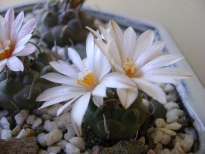 Turbinicarpus pachystele