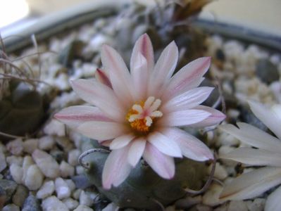 Turbinicarpus