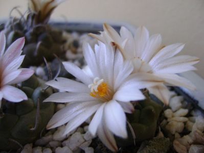 Turbinicarpus pachystele