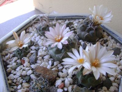 Grup de 6 Turbinicarpus; T. graminispinus
T. klinkerianus
T. schwarzii v. rubriflorus
T. pachystele
T. macrochele v.screvispinum
T. macrochele v. kupcakii
