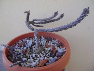 Pterocactus tuberosus