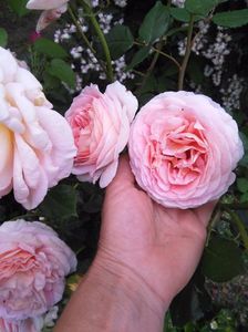 Abraham Darby