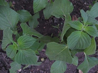 chia sau salvia hispanica