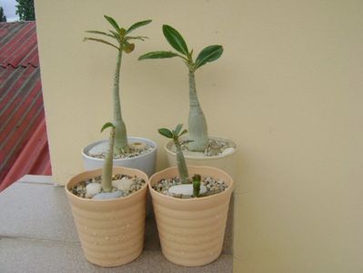 Grup de 4 Adenium; Adenium arabicum Tiny Ding-Dong
Adenium arabicum Black Pearl
Adenium Somalense
Adenium Thai Socotranum Golden Crown
