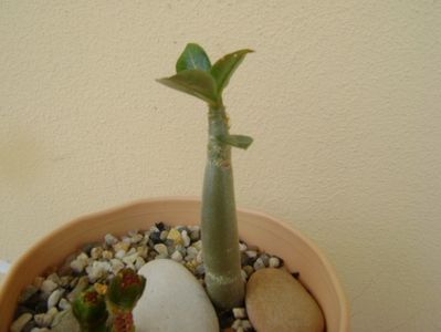 Adenium arabicum "Black Pearl"