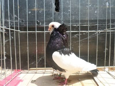 Juc de Komarom  matca