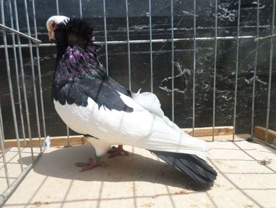 SAM_4065
