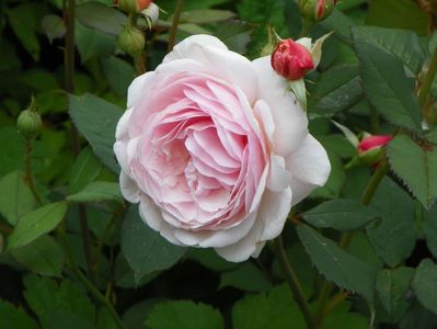 A Shropshire Lad