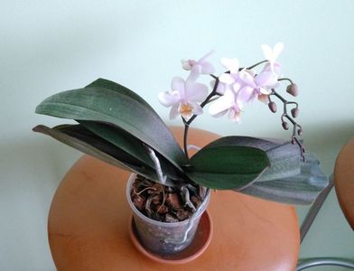 mini-orhidee Phalaenopsis