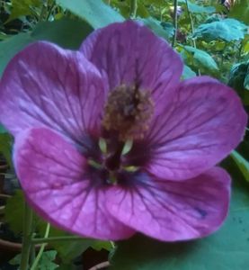Liliac wonder
