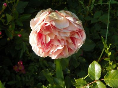 Abraham Darby