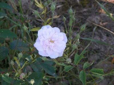 Paul's Himalayan Musk