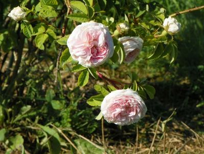 Felicite Parmentier