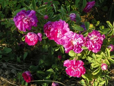 rosa damascena