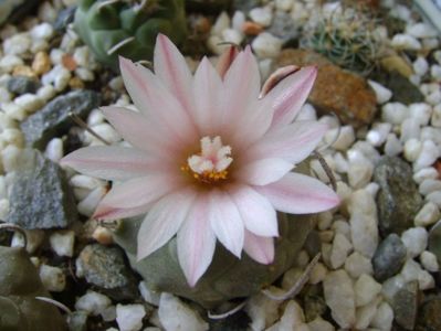 Turbinicarpus schwarzii v. rubriflorus