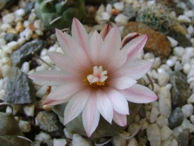 Turbinicarpus schwarzii v. rubriflorus