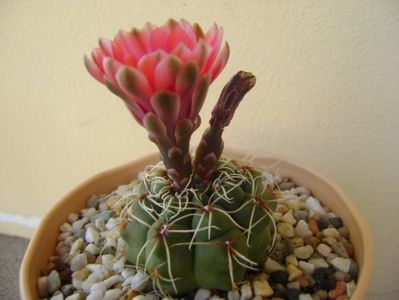 Gymnocalycium baldianum