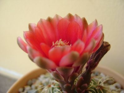 Gymnocalycium baldianum