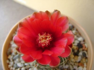 Gymnocalycium baldianum