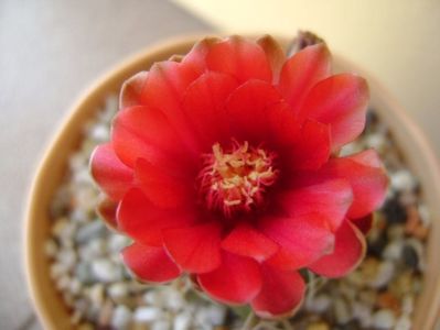 Gymnocalycium baldianum