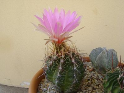 Thelocactus bicolor ssp. pottsii