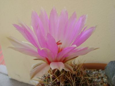 Thelocactus bicolor ssp. pottsii