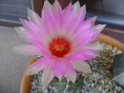 Thelocactus bicolor ssp. pottsii