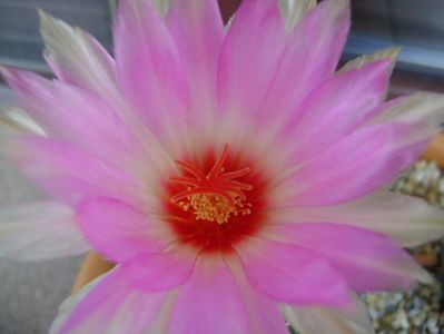 Thelocactus bicolor ssp. pottsii