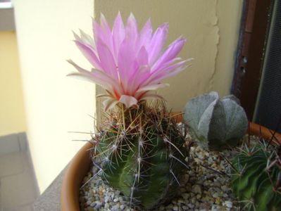 Thelocactus bicolor ssp. pottsii